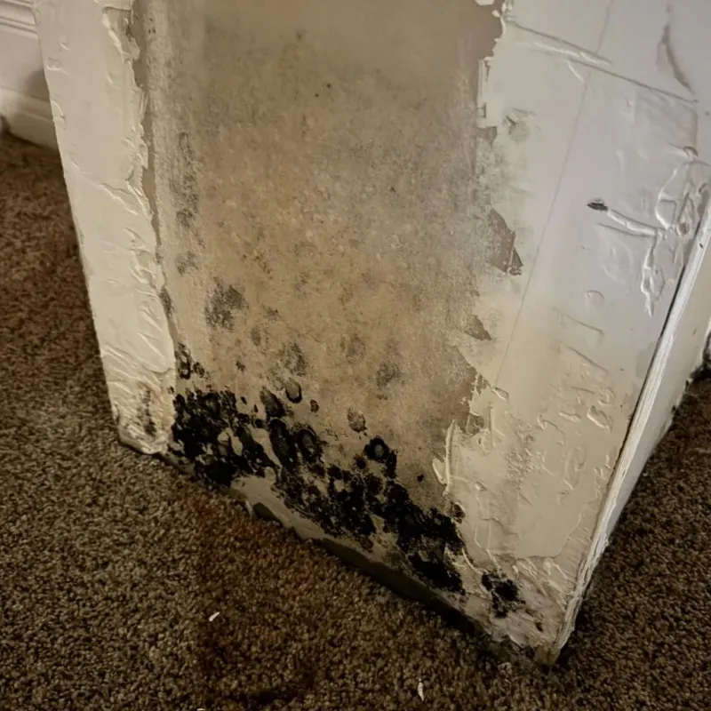 Professional Mold Removal in Holly Lake Ranch, TX